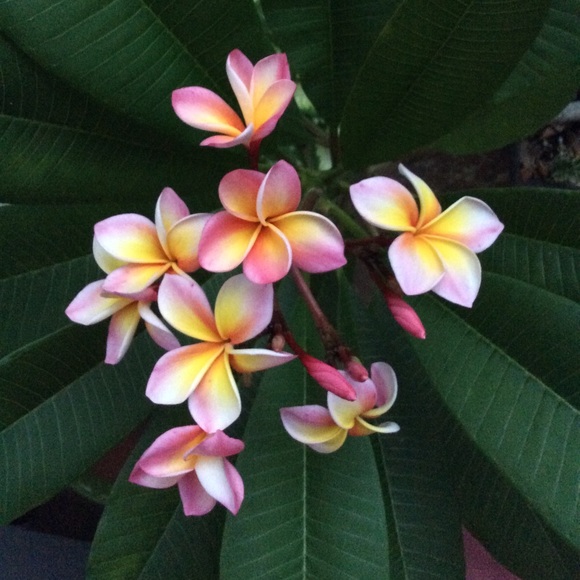 Meet your Posher, Barbara - Picture 2 of 2